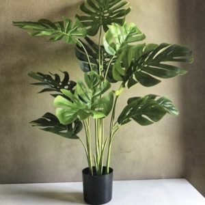 Beautiful potted green plant